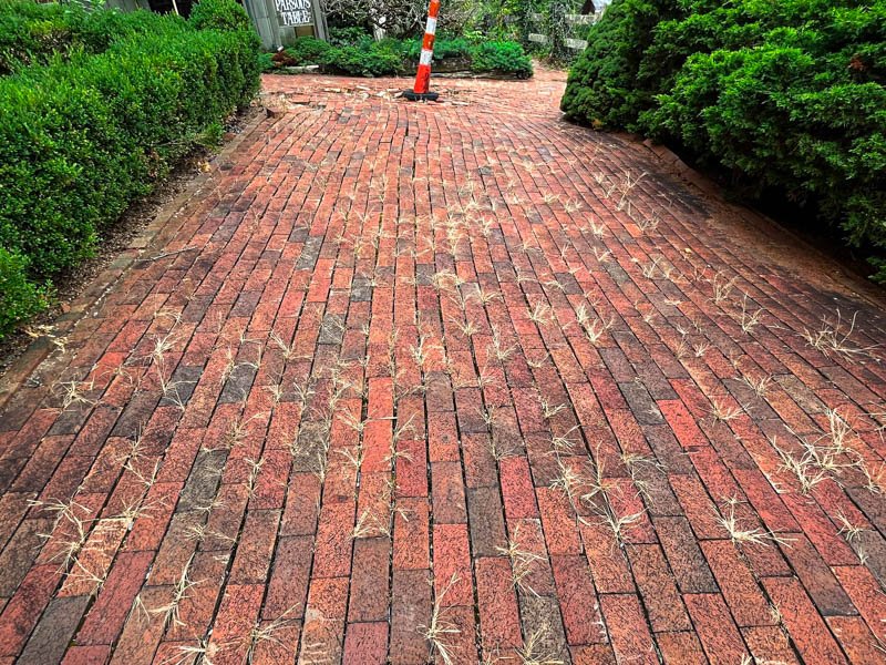 a brick sidewalk full of yellow weeds